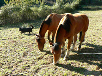 Los Troncos